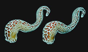 TENTACLE