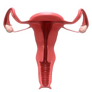female reproductive section 3D model