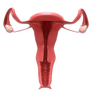 Female Reproductive System Section