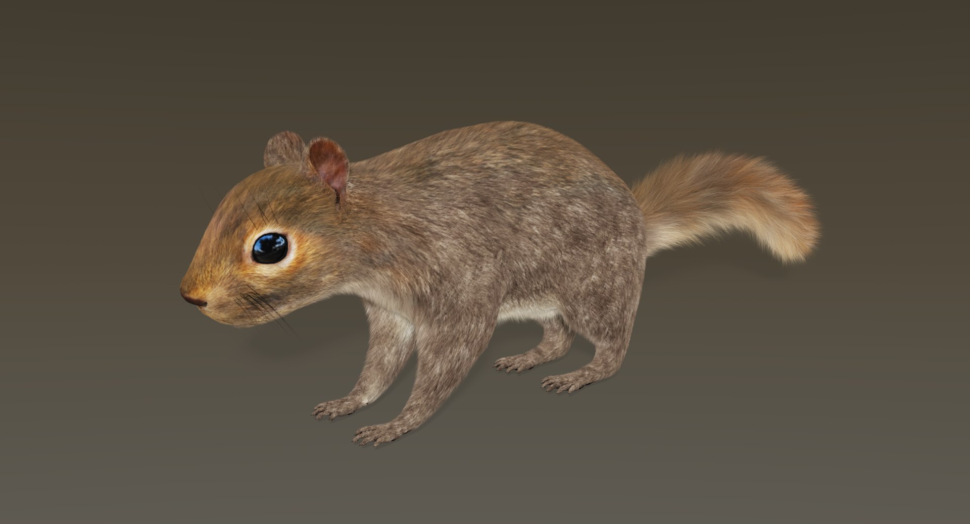 3D Model Squirrel Fur | 1148103 | TurboSquid