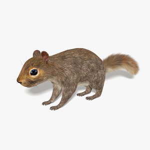 Squirrel Fur