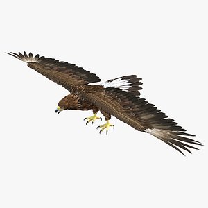 3d golden eagle model