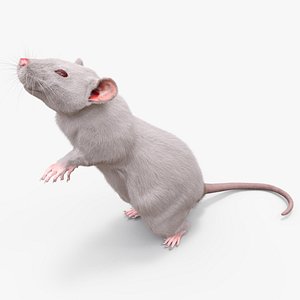 Standing Rat with Fur