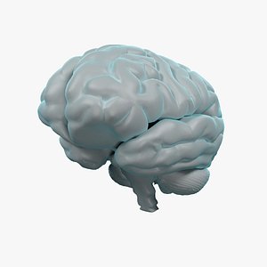 Brain OBJ Models for Download | TurboSquid