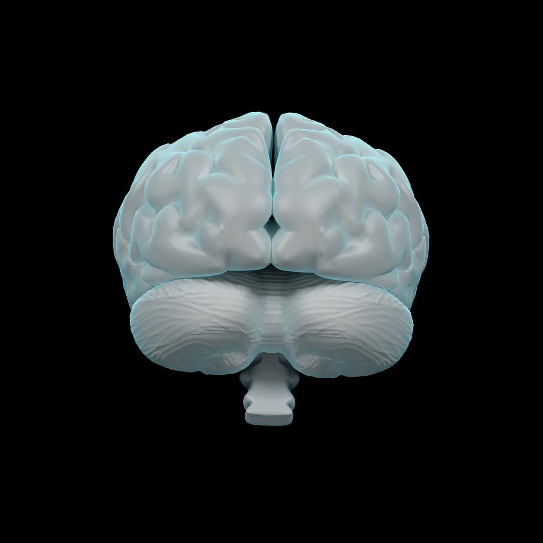 3dsmax human brain
