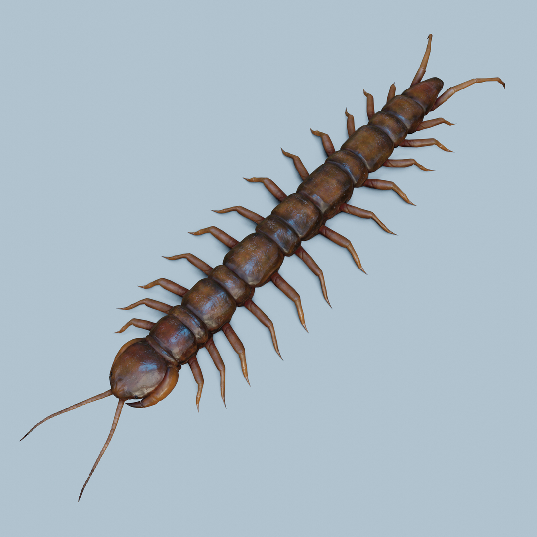 Centipede 3D Model 3D Model - TurboSquid 2263901