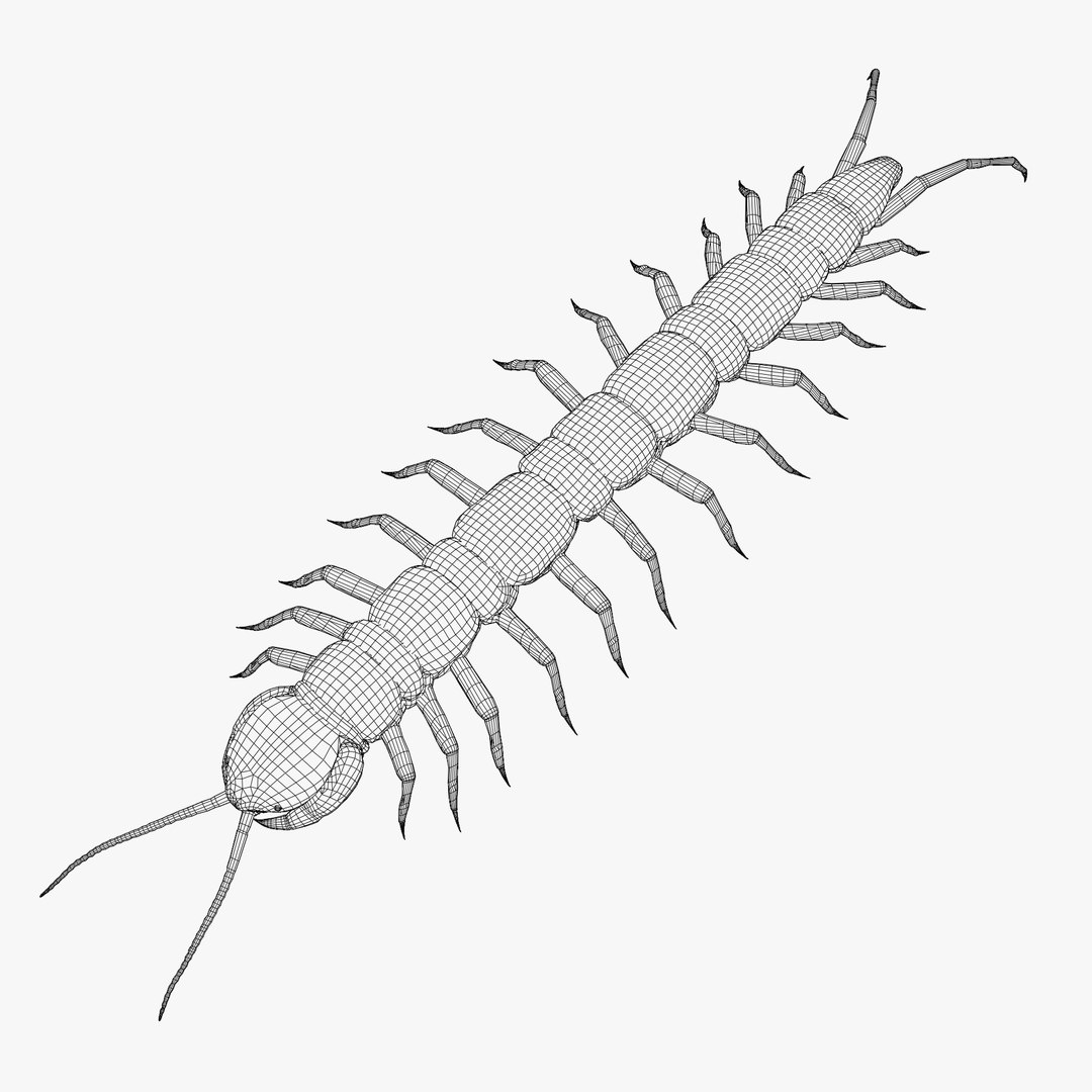 Centipede 3D Model 3D Model - TurboSquid 2263901