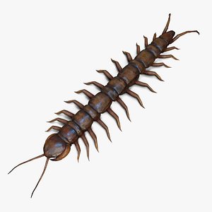 Centipede 3D Model 3D model