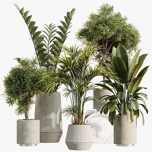 AV Indoor Plants Set 498 Cat Reed Palm Ficus Olive Zamioculcas
