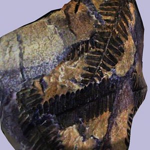 Fossil Fern