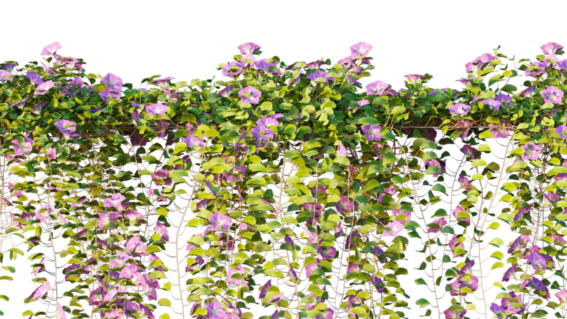 Ipomea pes caprae 3D model https://p.turbosquid.com/ts-thumb/6D/aA8gtv/Zy/ipomeapescaprae_02_03/jpg/1631517559/1920x1080/fit_q87/840007c4f4259dd2ecbe612db604890eae332601/ipomeapescaprae_02_03.jpg