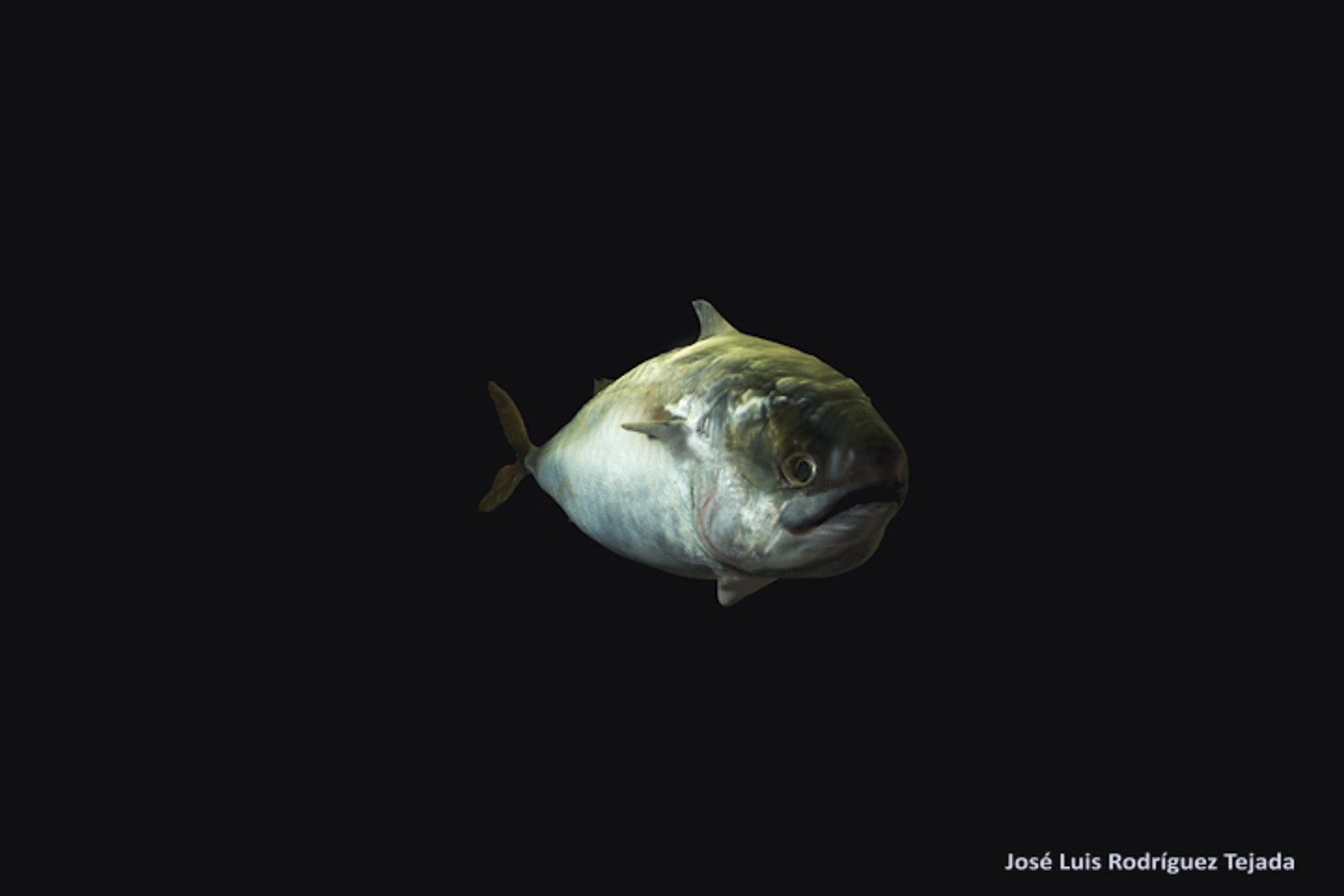 3d realistic fish https://p.turbosquid.com/ts-thumb/6D/bgmemb/42zH6YWs/1/jpg/1461114281/1920x1080/turn_fit_q99/4fafbee9fea787627b23ebbb80debb3287025227/1-1.jpg