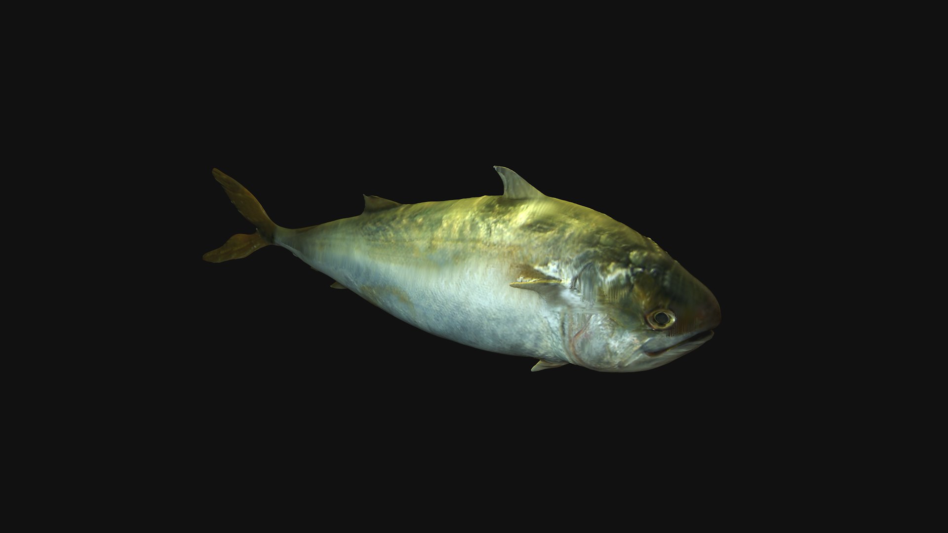 3d realistic fish https://p.turbosquid.com/ts-thumb/6D/bgmemb/CK2zQUlW/10/png/1461112802/1920x1080/fit_q87/f00e2fb7c10d14afbdcbb1ca35e00c57a229b353/10.jpg