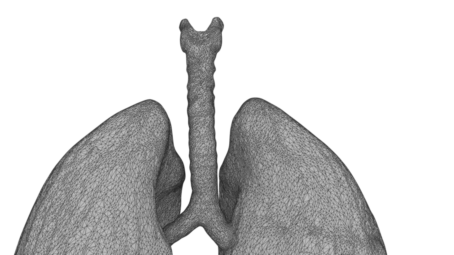 High-Detail Human Lung Anatomy 3D Model 3D Model - TurboSquid 2319101