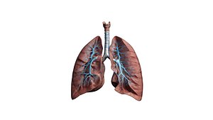 High-Detail Human Lung Anatomy 3D Model
