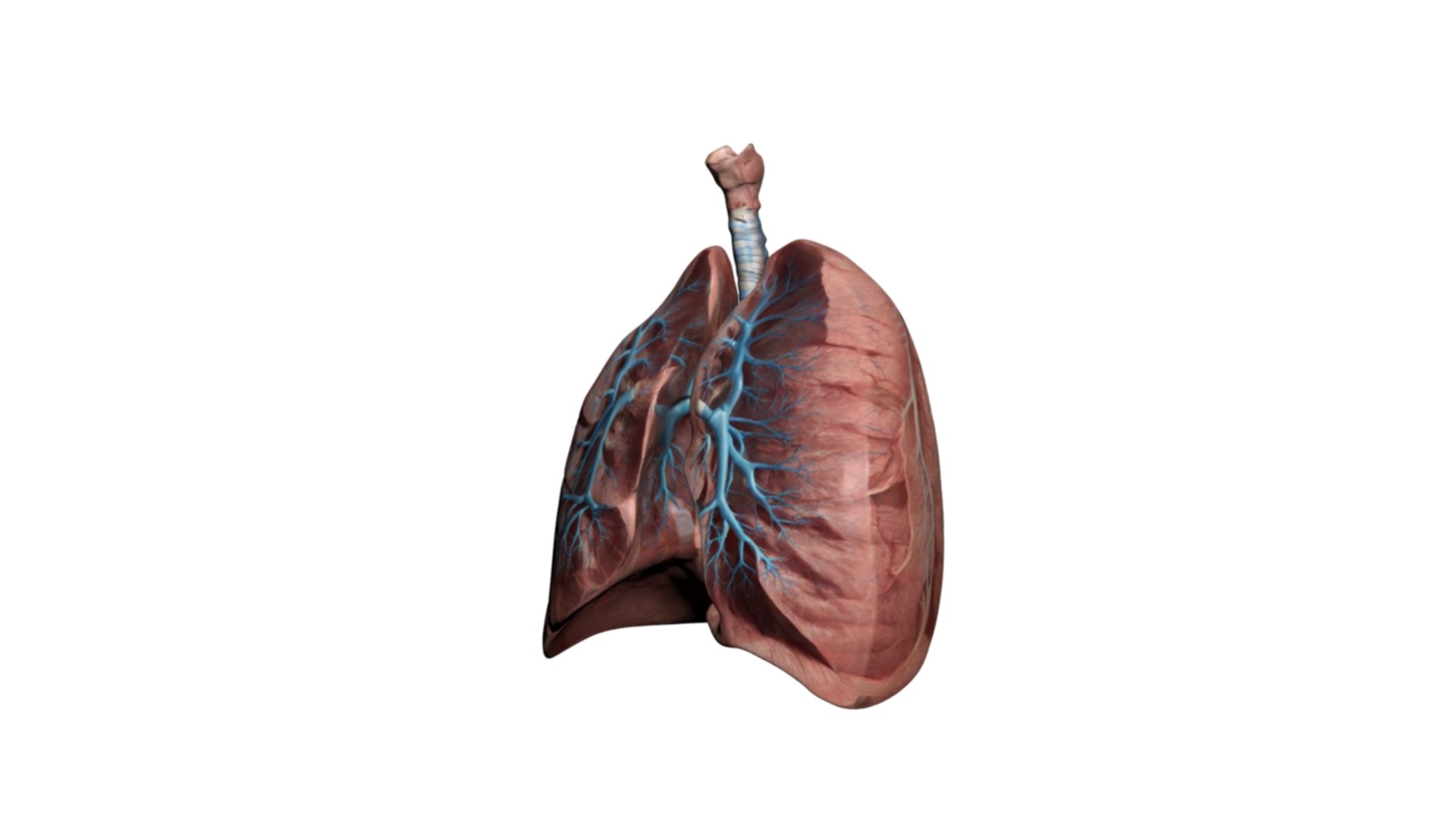 High-Detail Human Lung Anatomy 3D Model 3D Model - TurboSquid 2319101