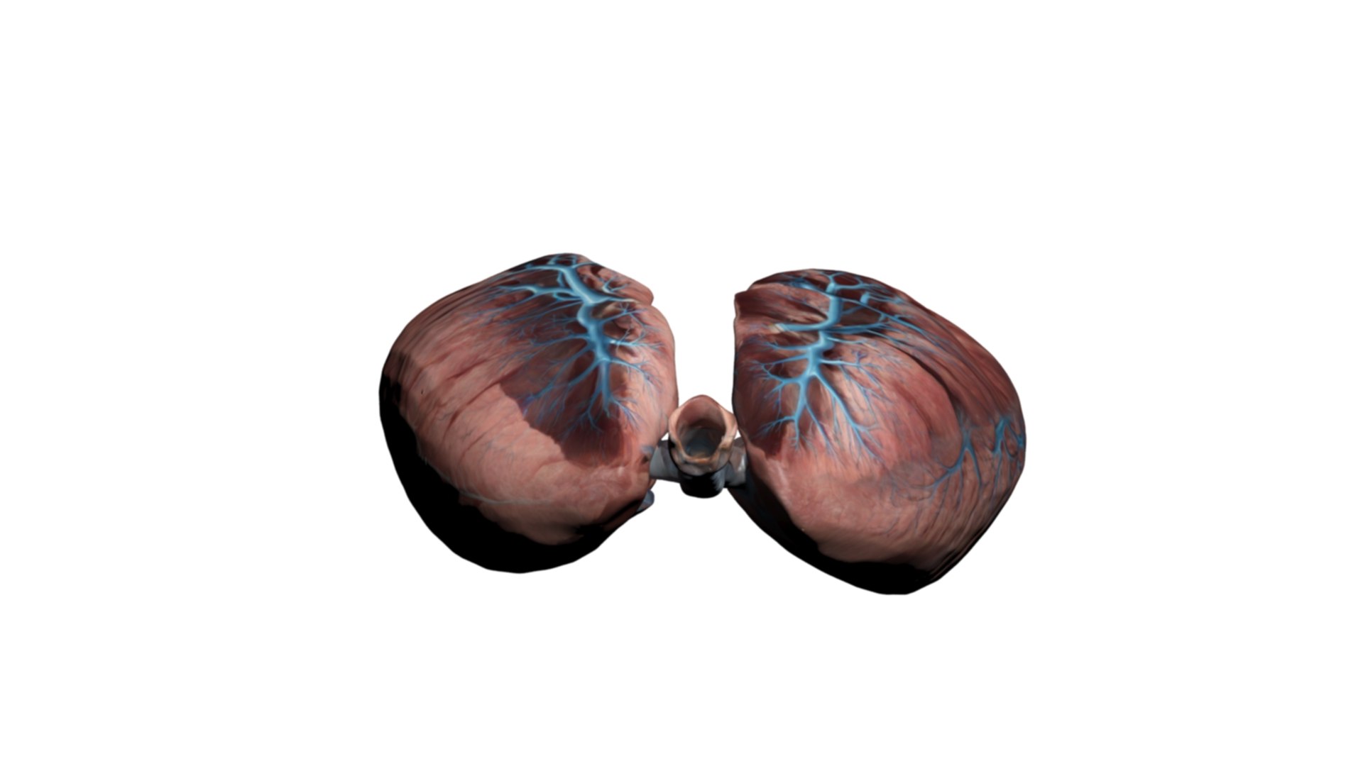 High-Detail Human Lung Anatomy 3D Model 3D Model - TurboSquid 2319101
