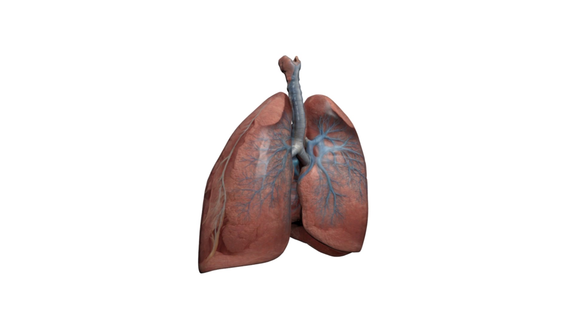 High-Detail Human Lung Anatomy 3D Model 3D Model - TurboSquid 2319101