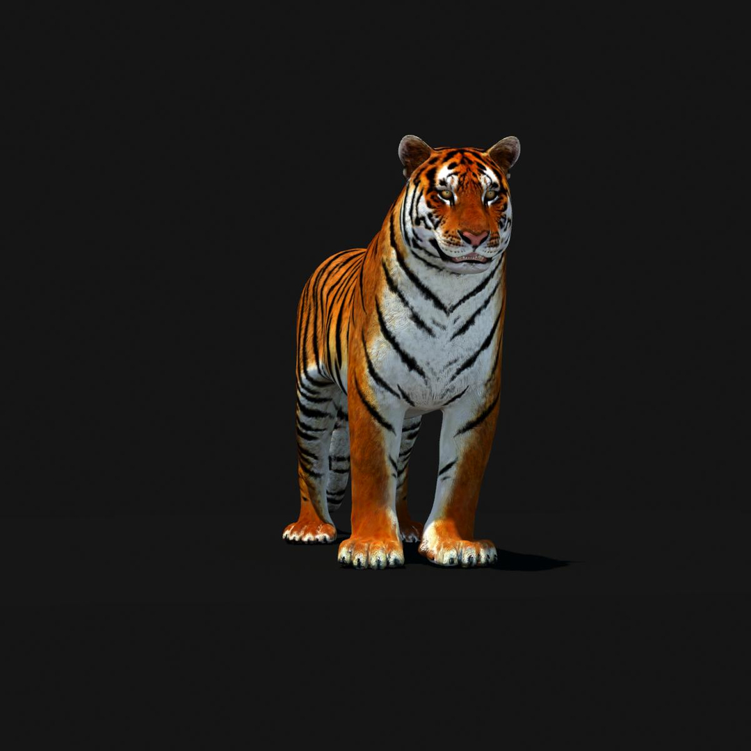 3d model tiger color rigging animation https://p.turbosquid.com/ts-thumb/6D/lAmASf/4U0PVzIg/amur_tiger_dark/jpg/1358600079/1920x1080/turn_fit_q99/d58ef5d35665671c5327e855987ef99fe8f0d163/amur_tiger_dark-1.jpg