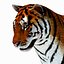 Animated Tiger with Two Color Variations White and Natural