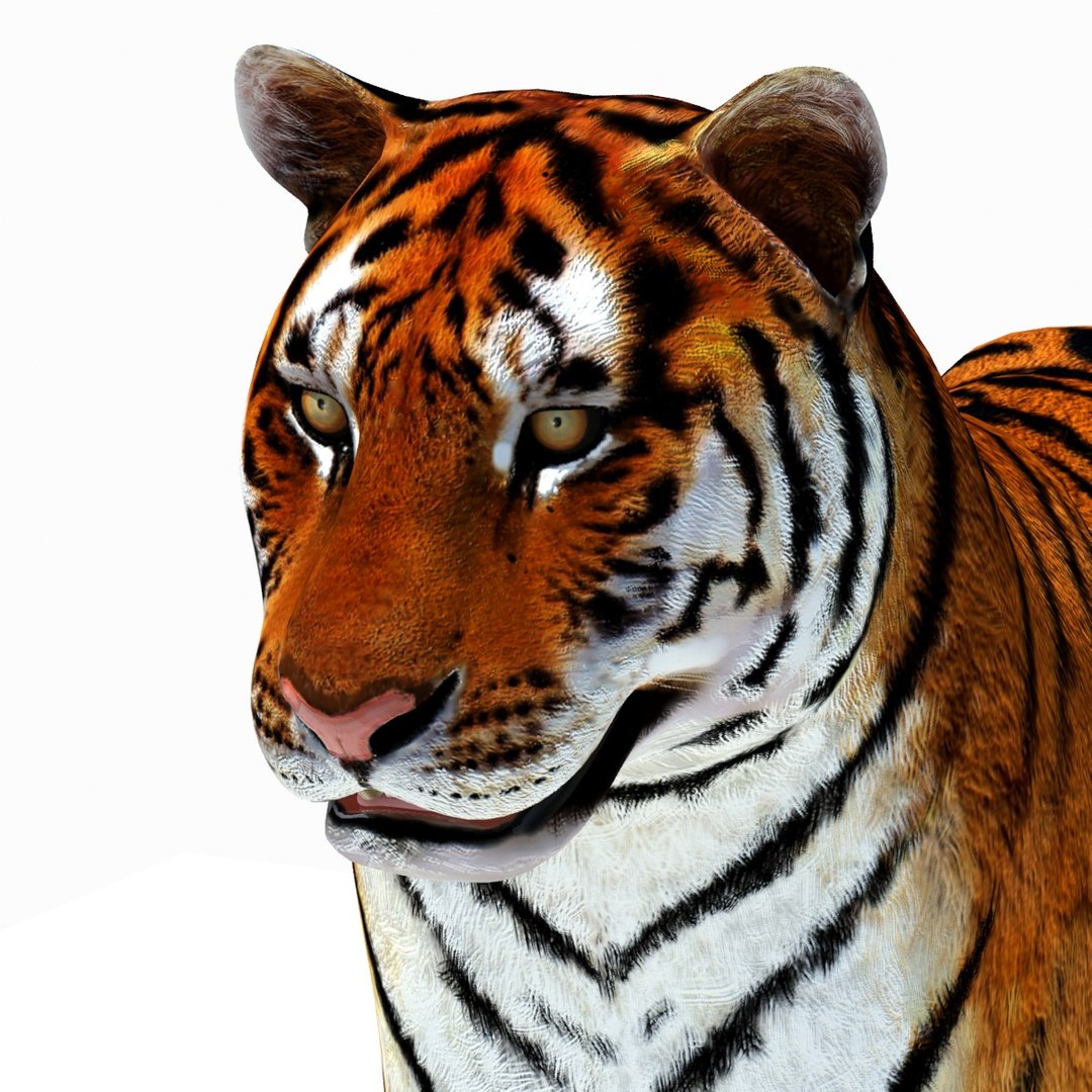 3d model tiger color rigging animation https://p.turbosquid.com/ts-thumb/6D/lAmASf/9Pf5UHXq/tiger09/jpg/1358599105/1920x1080/fit_q87/b862138c6a44b5a78a895d4fa71b2a6a46539805/tiger09.jpg