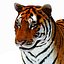 Animated Tiger with Two Color Variations White and Natural