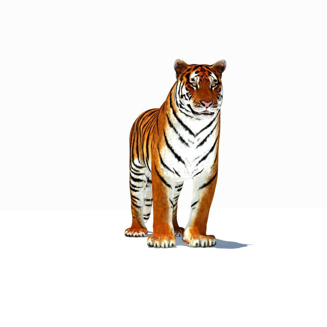 3d model tiger color rigging animation https://p.turbosquid.com/ts-thumb/6D/lAmASf/DFWrfvz5/amur_tiger/jpg/1358600029/1920x1080/turn_fit_q99/e6d399fb8d37765174d0a4ae66e92c88f0b31b91/amur_tiger-1.jpg