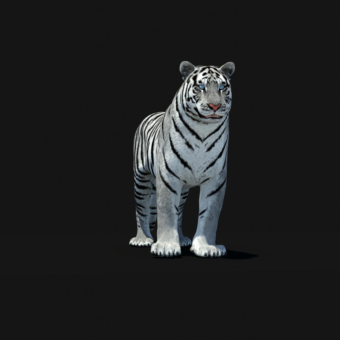 3d model tiger color rigging animation https://p.turbosquid.com/ts-thumb/6D/lAmASf/LtpVDVi0/amur_tiger_dark/jpg/1358600588/1920x1080/turn_fit_q99/2c6cf5fdd4a57e62e3b84c00a73fbb743221dc93/amur_tiger_dark-1.jpg