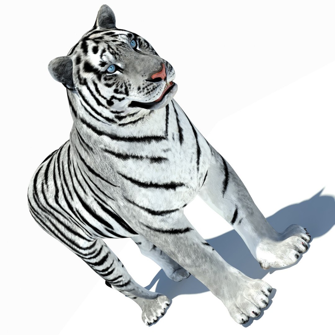 3d model tiger color rigging animation https://p.turbosquid.com/ts-thumb/6D/lAmASf/NzZ080qJ/tiger05/jpg/1358599188/1920x1080/fit_q87/68a0cf29237074ae4685d4e8922de44714b59345/tiger05.jpg