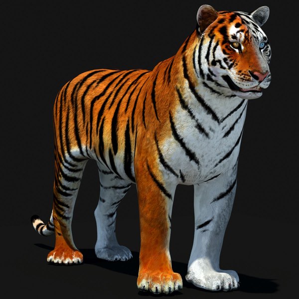 Tigre animado 2 3d Modelo 3D $199 - .max .fbx .dae .unknown .3ds
