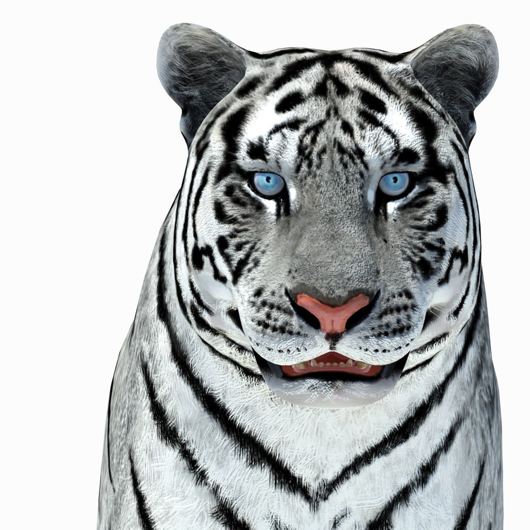 3d model tiger color rigging animation https://p.turbosquid.com/ts-thumb/6D/lAmASf/RS1E8DZY/tiger08/jpg/1358599188/1920x1080/fit_q87/78b6588f33ff7a6ca3a1785a142503e4b805b5d6/tiger08.jpg