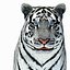 Animated Tiger with Two Color Variations White and Natural