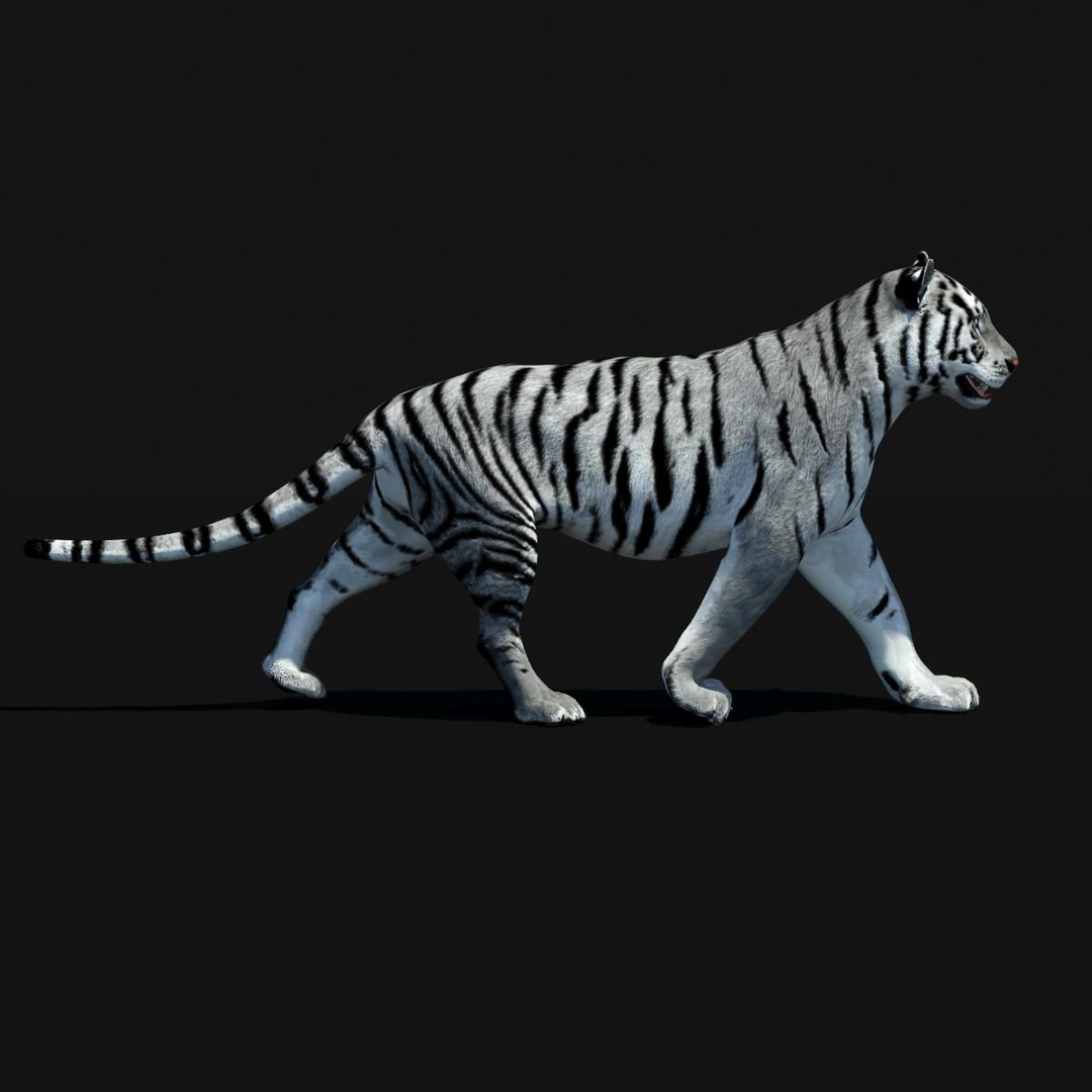 3d model tiger color rigging animation https://p.turbosquid.com/ts-thumb/6D/lAmASf/TUWdi8Ti/amur_tiger_walk/jpg/1358606228/1920x1080/turn_fit_q99/9ef6611c30890ec51e91405db28ce3db8a2a1bd4/amur_tiger_walk-1.jpg