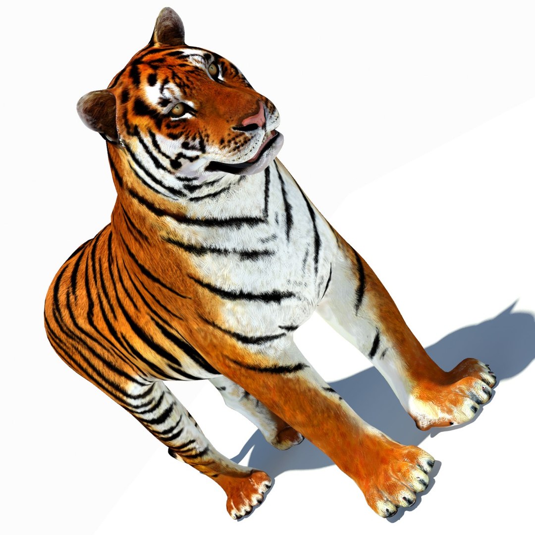 3d model tiger color rigging animation https://p.turbosquid.com/ts-thumb/6D/lAmASf/dCJcw6wt/tiger05/jpg/1358599105/1920x1080/fit_q87/b809128aa6c4dd5a9f933dd3641fd6edbcc00366/tiger05.jpg