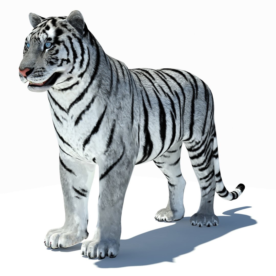 3d model tiger color rigging animation https://p.turbosquid.com/ts-thumb/6D/lAmASf/dqPlZbTn/tiger03/jpg/1358599188/1920x1080/fit_q87/40f8f9b5663bc7059a0043cc286555e0e0d3a23f/tiger03.jpg