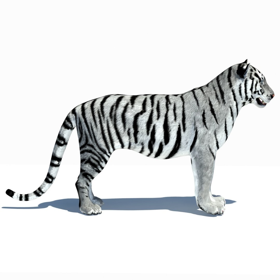 3d model tiger color rigging animation https://p.turbosquid.com/ts-thumb/6D/lAmASf/eIESngF3/tiger06/jpg/1358599188/1920x1080/fit_q87/931b2e6d2cb8fd5e957c37640bda5ebf3f576192/tiger06.jpg