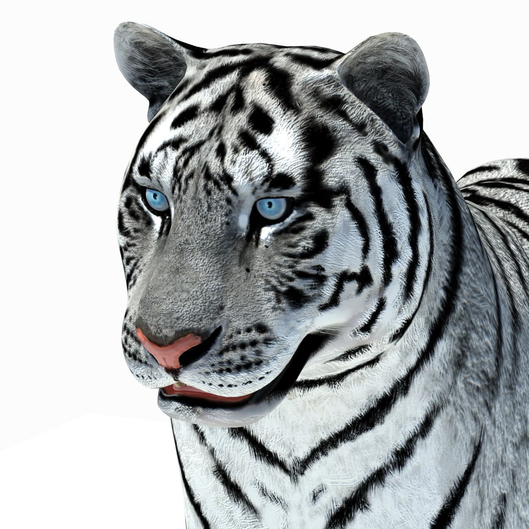 3d model tiger color rigging animation https://p.turbosquid.com/ts-thumb/6D/lAmASf/epZseO9J/tiger09/jpg/1358599188/1920x1080/fit_q87/b16ad4aba12ac5f14d370422e84c3eb128ef1cbf/tiger09.jpg