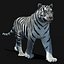 Animated Tiger with Two Color Variations White and Natural