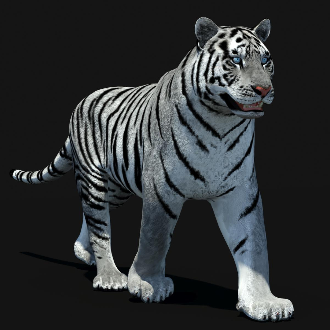 3d model tiger color rigging animation https://p.turbosquid.com/ts-thumb/6D/lAmASf/i898Nt1s/amur_tiger_walk/jpg/1358606098/1920x1080/turn_fit_q99/14b99951eb23205070692772b3508de4399a45f4/amur_tiger_walk-1.jpg