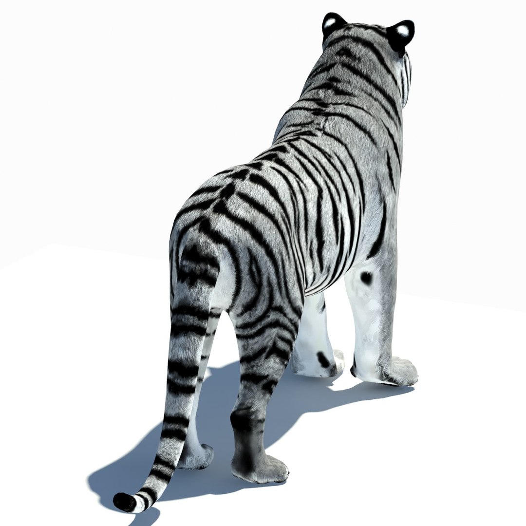 3d model tiger color rigging animation https://p.turbosquid.com/ts-thumb/6D/lAmASf/k6Ma0VEW/tiger07/jpg/1358599188/1920x1080/fit_q87/ae6b048c091a5d55318f41f6f4d4197b3ffa7062/tiger07.jpg