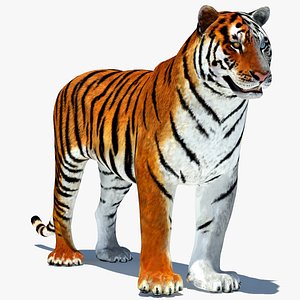 Animated Tiger with Two Color Variations White and Natural