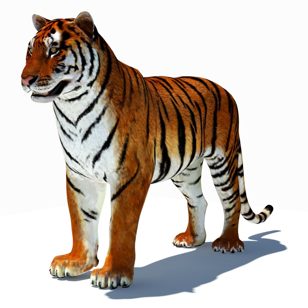 3d model tiger color rigging animation https://p.turbosquid.com/ts-thumb/6D/lAmASf/rT4pppqs/tiger03/jpg/1358599105/1920x1080/fit_q87/f48ebf809b8f18da4b551a820402c1acb38e4cdc/tiger03.jpg