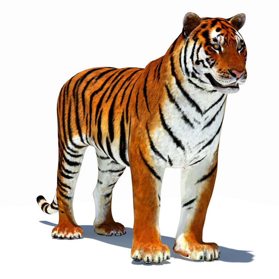 3d model tiger color rigging animation https://p.turbosquid.com/ts-thumb/6D/lAmASf/tfoaYk8y/amur_tiger_animation/jpg/1358600475/1920x1080/turn_fit_q99/4c088b38702d5f8e23a7063b94735dfc278628e4/amur_tiger_animation-1.jpg