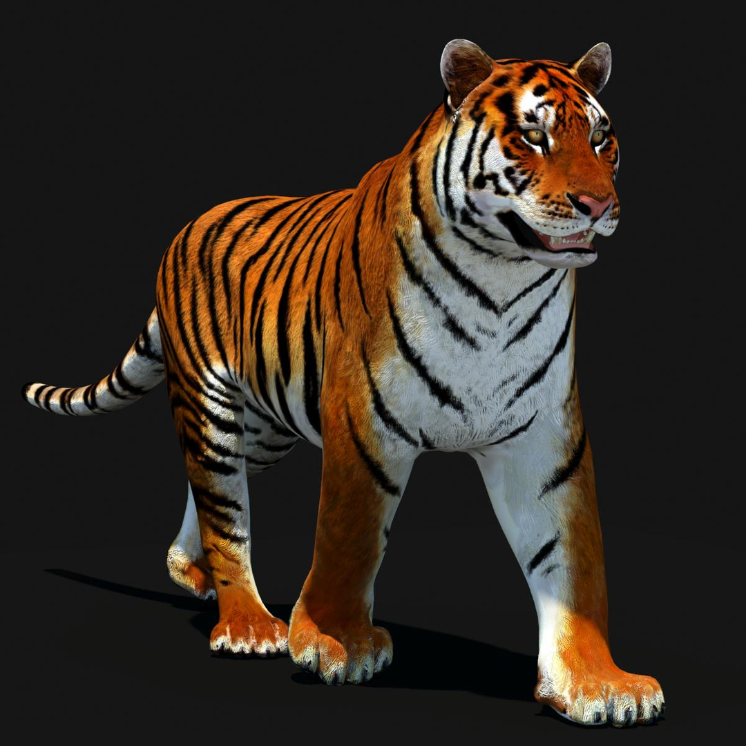 3d model tiger color rigging animation https://p.turbosquid.com/ts-thumb/6D/lAmASf/uo4mtbeK/amur_tiger_walk/jpg/1358600298/1920x1080/turn_fit_q99/a63dac6ca4087f2140b8cd1bdc280c0f29ae8d2c/amur_tiger_walk-1.jpg