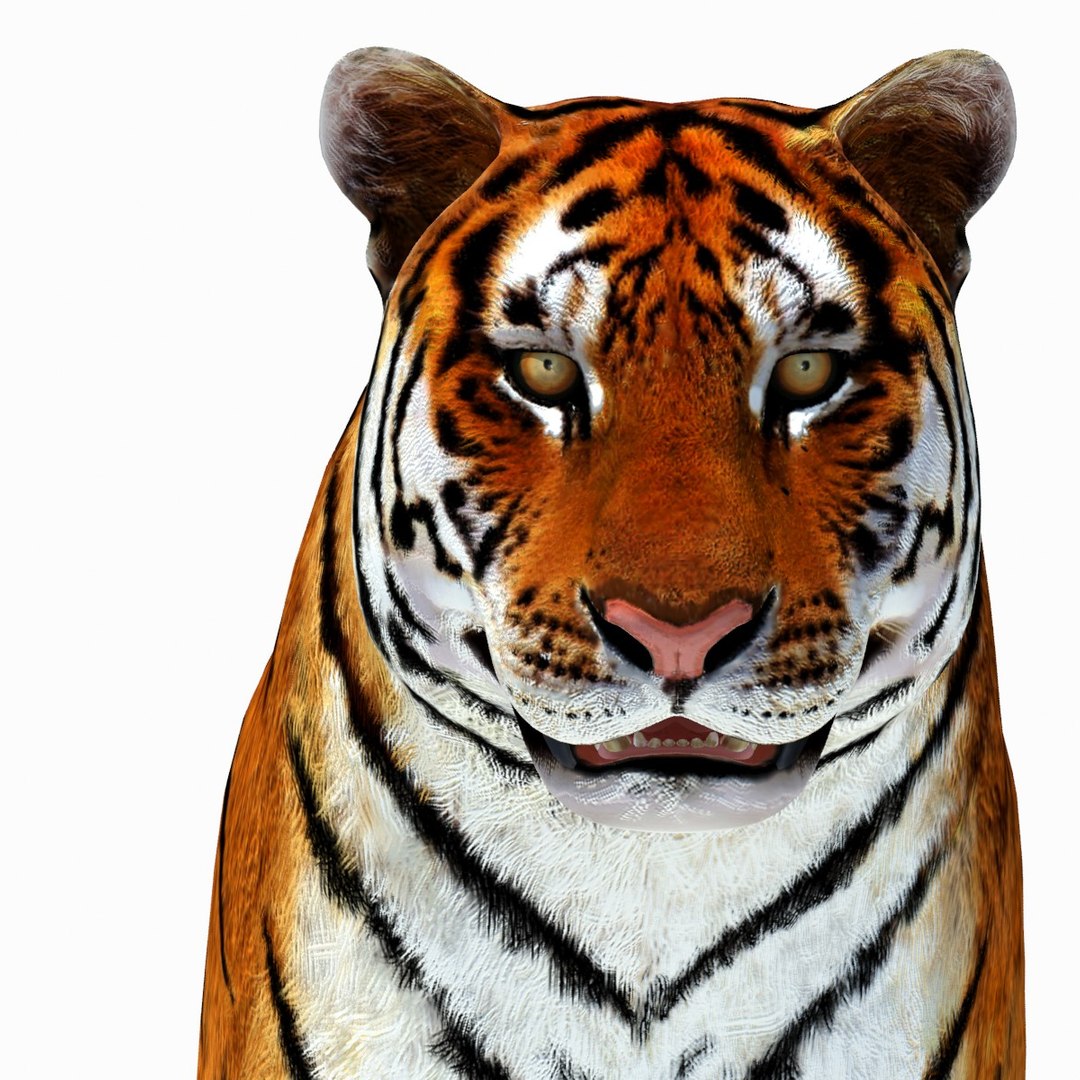 3d model tiger color rigging animation https://p.turbosquid.com/ts-thumb/6D/lAmASf/uzoSSMFA/tiger08/jpg/1358599105/1920x1080/fit_q87/2a4840da1fff90c246c46d97de931cba580bc457/tiger08.jpg