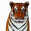 Animated Tiger with Two Color Variations White and Natural