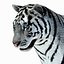 Animated Tiger with Two Color Variations White and Natural