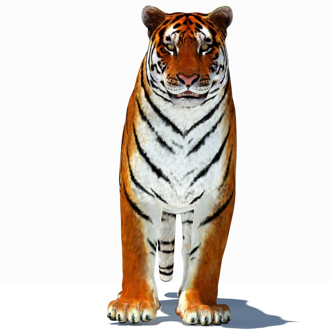 3d model tiger color rigging animation https://p.turbosquid.com/ts-thumb/6D/lAmASf/xi8VOHIf/tiger04/jpg/1358599105/1920x1080/fit_q87/1bf4289ea9f5f5953800ce207934c8c59ec5fa5a/tiger04.jpg