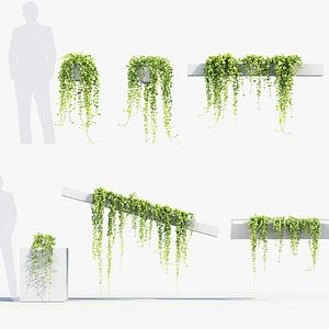 Pilea depressa Baby toes 3D Model