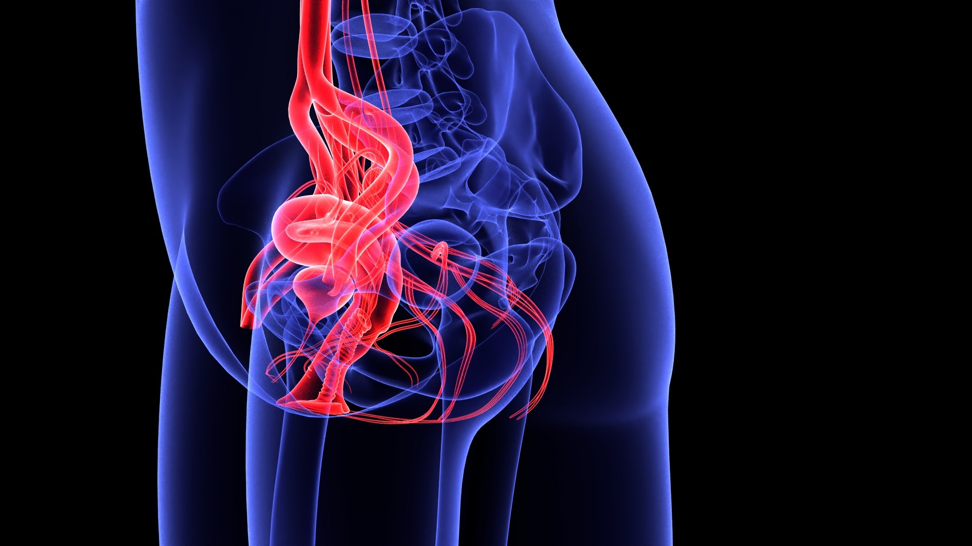 3D Complete Female Anatomy Blue and Orange Transparent 3D Model https://p.turbosquid.com/ts-thumb/6D/uXGYz1/18/female_anatomy.210/jpg/1753805379/1920x1080/fit_q87/a8cc45b252cb0581ec5df0e5c8d66e3882b38c90/female_anatomy.210.jpg
